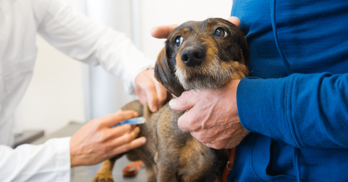 วัคซีนสุนัข: 9 คำถามพบบ่อยเมื่อนำสุนัขไปฉีดวัคซีน | กาโตโระ