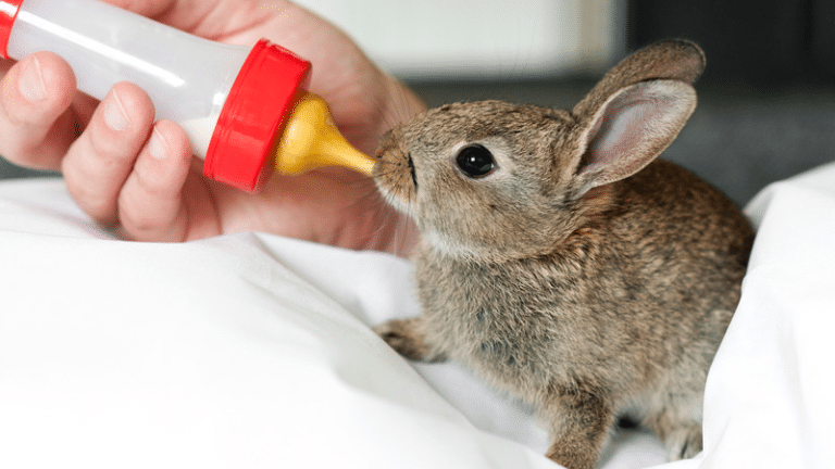 ป้อนนมทดแทนสำหรับลูกกระต่าย