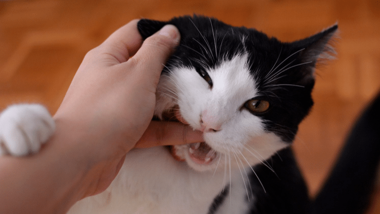 ใช้นิ้วของทาสแมวเป็นของเล่น