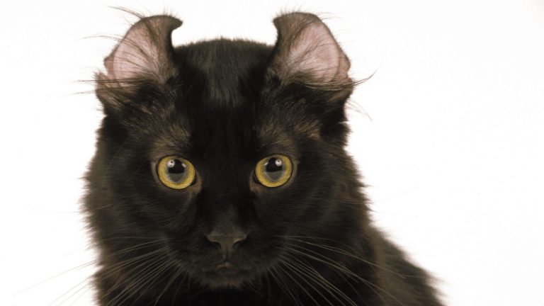 แมวดำพันธุ์อเมริกันเคิร์ล