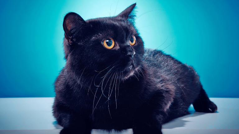 แมวดำพันธุ์บริติชช็อตแฮร์