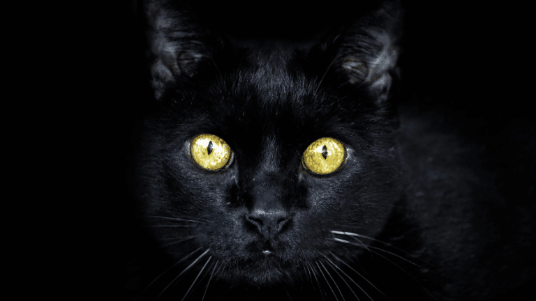 แมวดำมักมีดวงตาสีเหลืองทอง