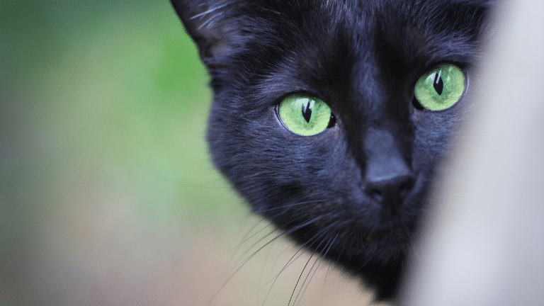 แมวดำดวงตาสีเขียว