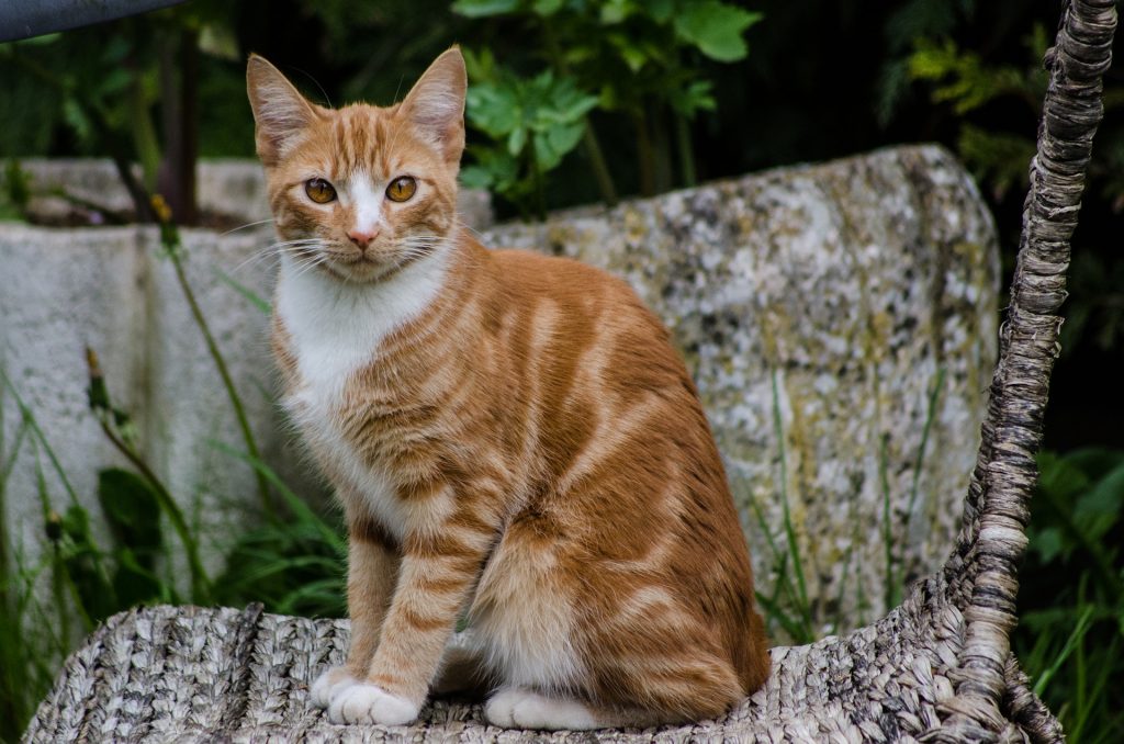 cream striped cat