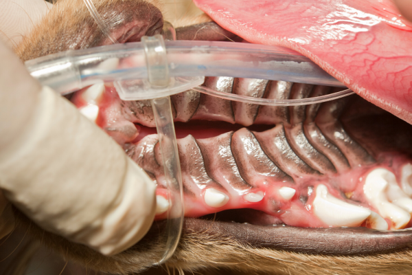 ช่องปากของสุนัขที่มีเพดานโหว่