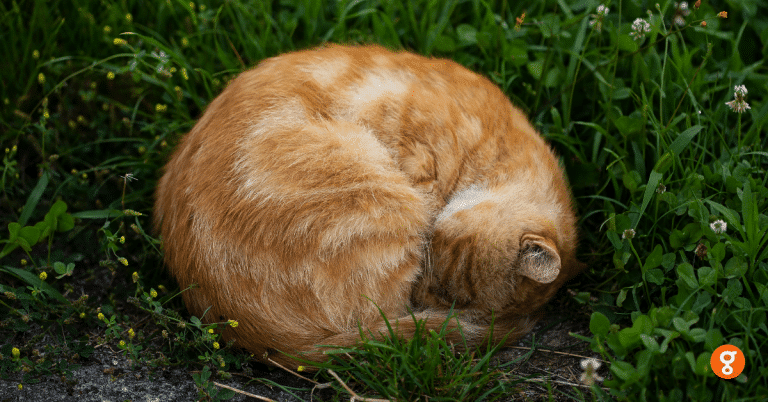 แมวส้มกำลังนอนขดตัว
