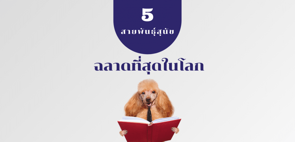 สายพันธุ์สุนัขฉลาดที่สุดในโลก