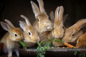 กระต่ายกินผัก