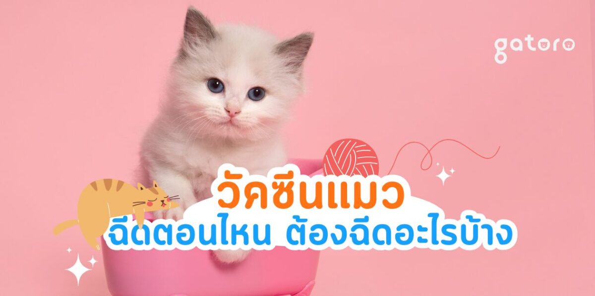 วัคซีนแมว