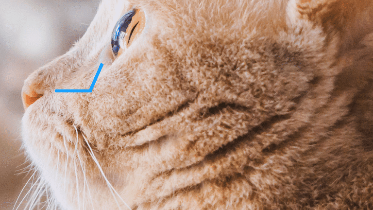 การวางตัวของท่อน้ำตาของแมวที่มีใบหน้าปกติ