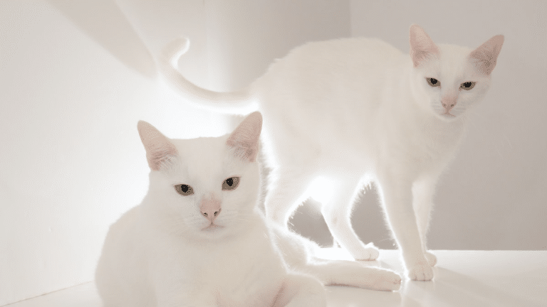 แมวขาวมณี 2 ตัว