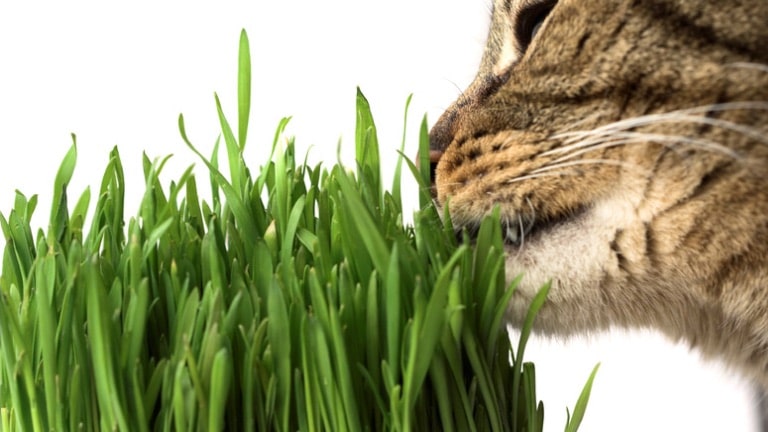 เคี้ยวหญ้าช่วยลดคราบแบคทีเรีย หนึ่งในสาเหตุของแมวปากเหม็น