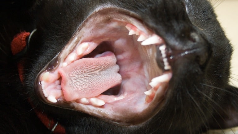 ปากและฟันปกติของแมว