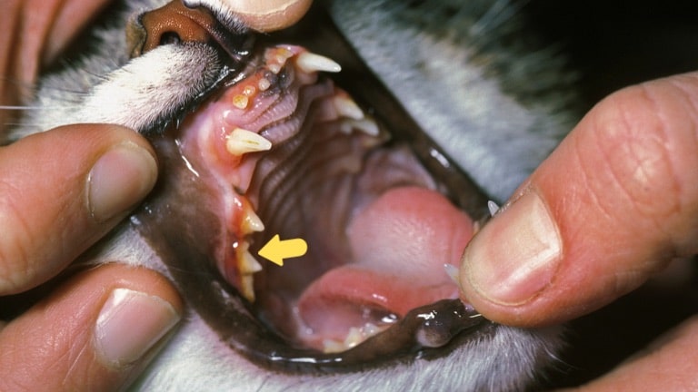 คราบแบคทีเรียที่ผิวฟันของแมวสาเหตุของแมวปากเหม็น