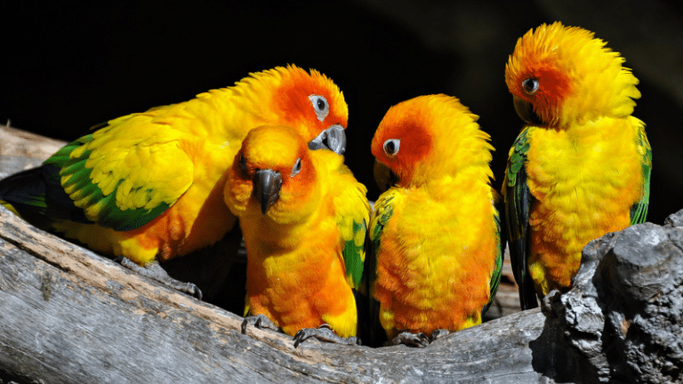 9 สายพันธุ์นกน่าเลี้ยง สีสันคัลเลอร์ฟูลที่สุดในปี 2022