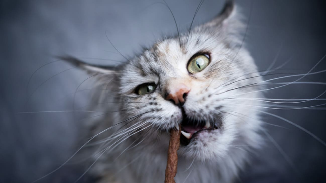 ขนมแมวเป็นรางวัลหลังแปรงฟันแมว