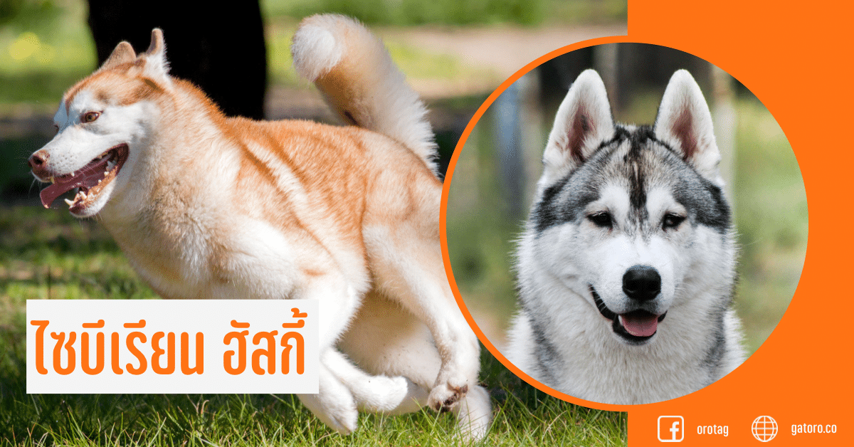 ไซบีเรีย น ตา สี ฟ้า ราคา