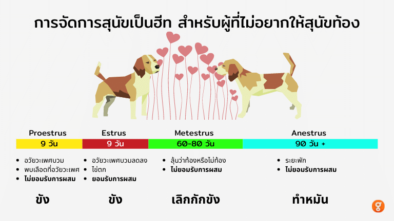 อวัยวะเพศสุนัขตัวเมียบวม จัดการอย่างไร เมื่อไหร่จะหาย