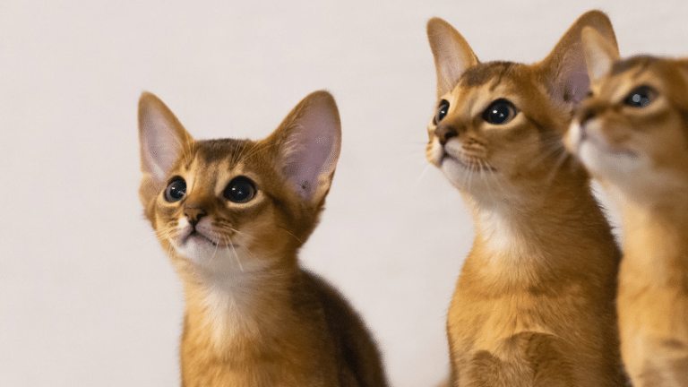 แมวอะบิสซิเนียนมีจุดเด่นที่ขนสีเข้มใต้ตา