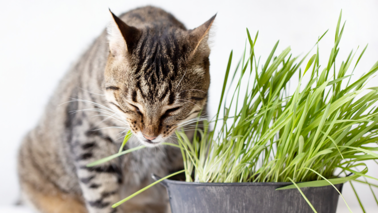 เมื่อหญ้าแมวเริ่มหมดสภาพก็ถึงเวลาปลูกใหม่ เริ่มขั้นตอนแรกของวิธีปลูกหญ้าแมวกันอีกครั้ง