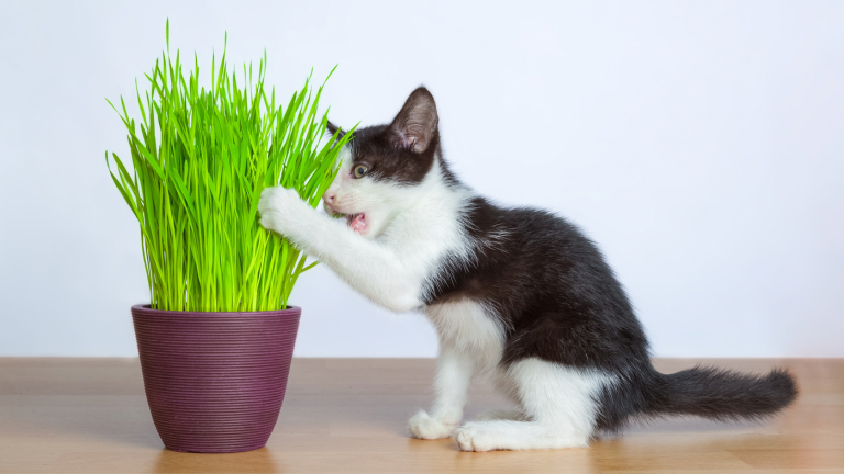 หญ้าแมวเขียวสดพร้อมรับประทาน ผลผลิตตามวิธีปลูกหญ้าแมวง่าย ๆ ที่บ้าน