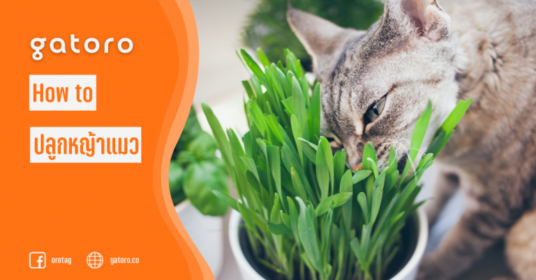 วิธีปลูกหญ้าแมวแบบง่าย ๆ ที่บ้าน