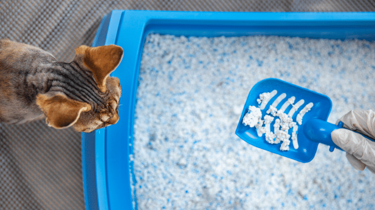 กระบะทรายสะอาด หมดปัญหาแมวฉี่ไม่เป็นที่