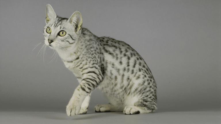 แมวลายสลิดพันธุ์ Egyptian mau