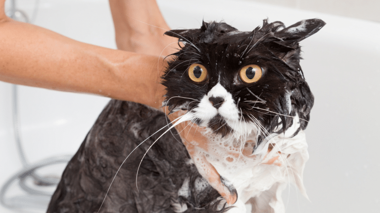 อาบน้ำฟอกแชมพูแมวเป็นเชื้อรา