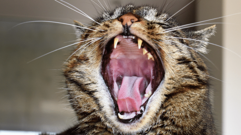 แมวมีปัญหาในช่องปากทำให้แมวน้ำลายไหล