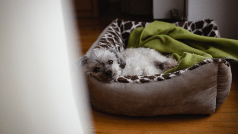 ที่นอนสำหรับสุนัขเดินไม่ได้ขาหลังขนาดเล็ก