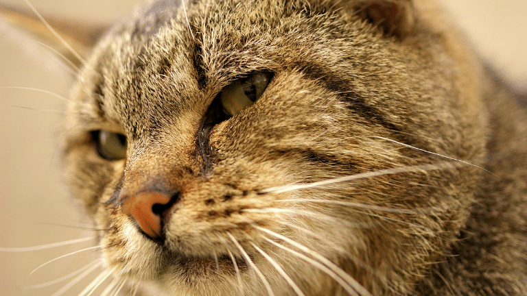 อาการแมวน้อยใจมองด้วยหางตา