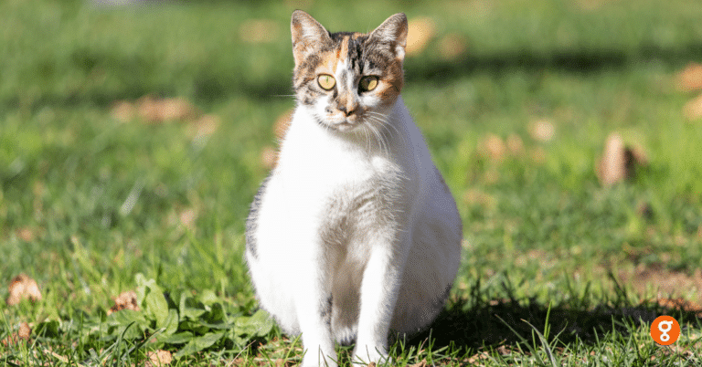 แมวท้องดูยังไง 8 วิธีสังเกตแมวท้องมองแว่บเดียวก็รู้