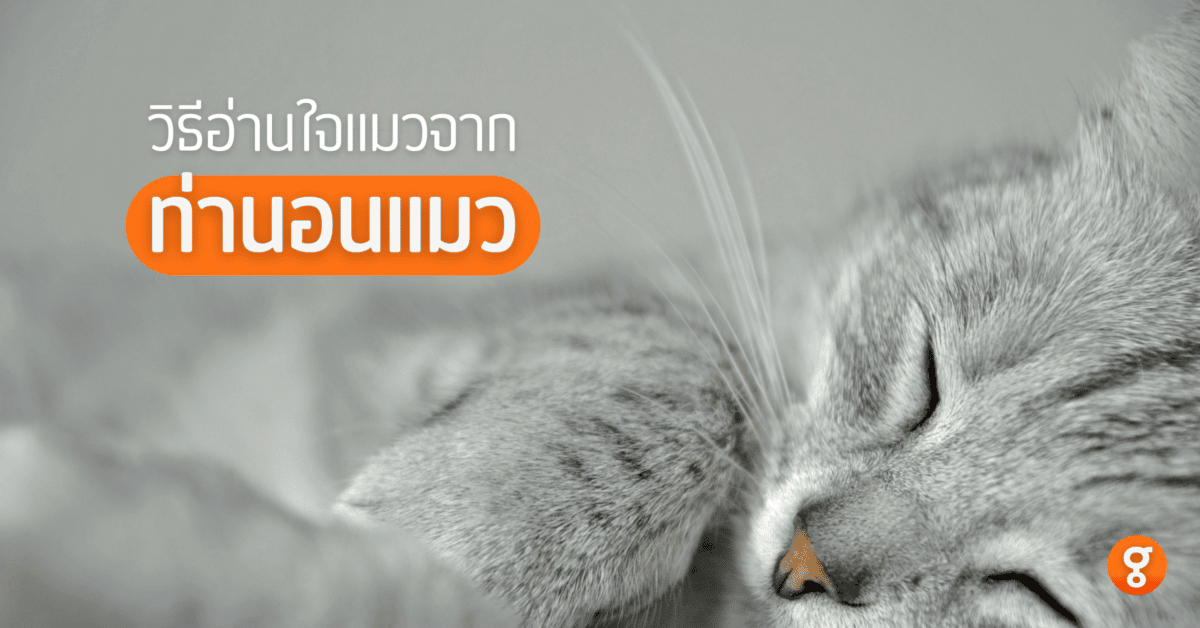 ท่านอนแมว