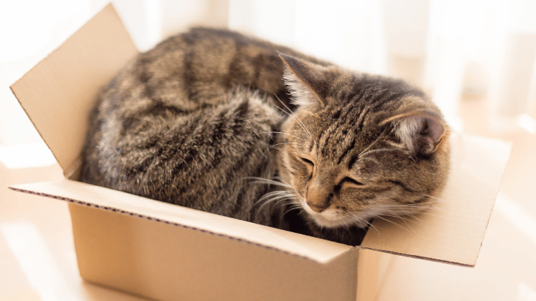 ท่านอนแมวในกล่อง