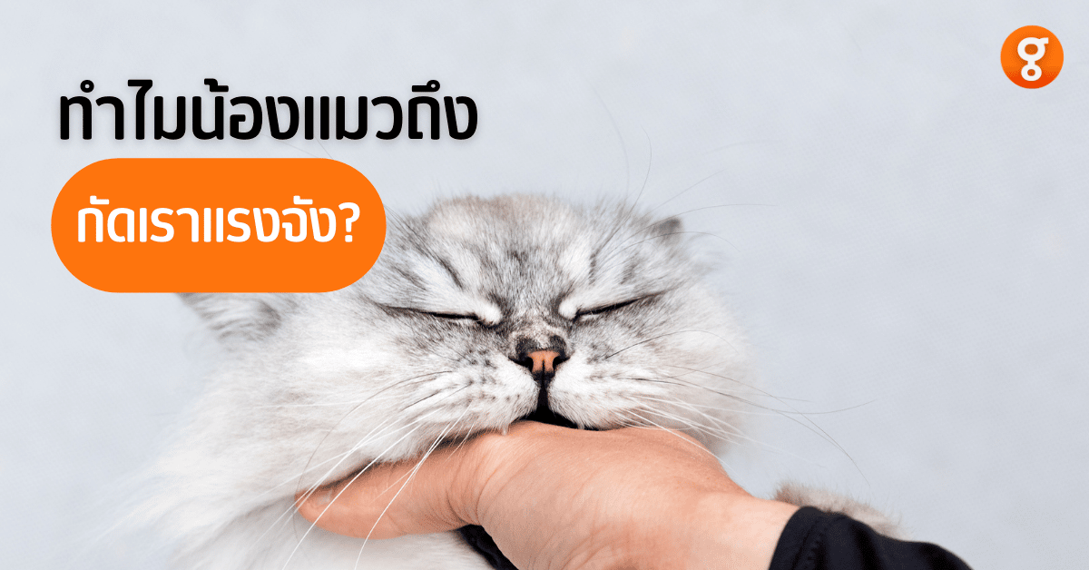 ทำไมแมวกัดแรง