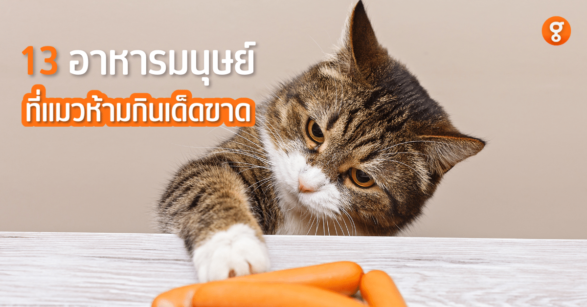 อาหารที่แมวห้ามกิน