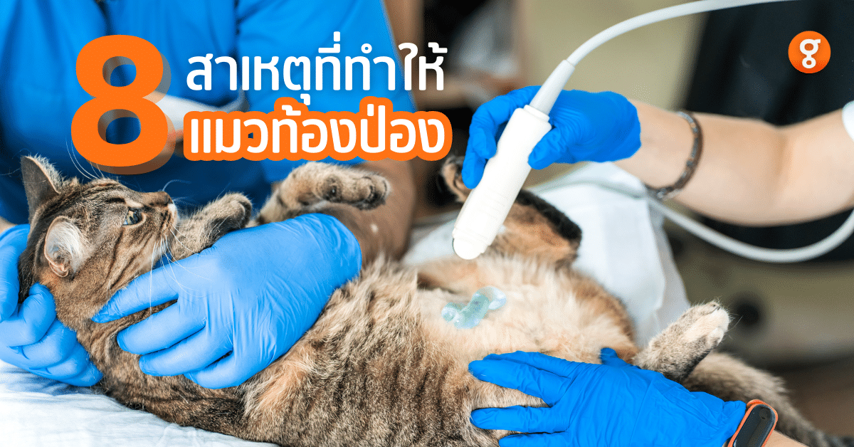 แมวท้องป่อง