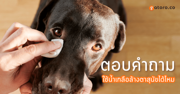 น้ำเกลือล้างตาสุนัขได้ไหม ใช้อะไรทำความสะอาดตาของสุนัขดี?