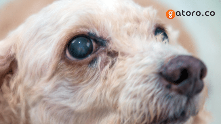 สุนัขตาขุ่นใช้น้ำเกลือล้างตาสุนัขได้ไหม