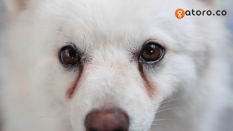 สุนัขมีคราบน้ำตาใช้น้ำเกลือล้างตาสุนัขได้ไหม