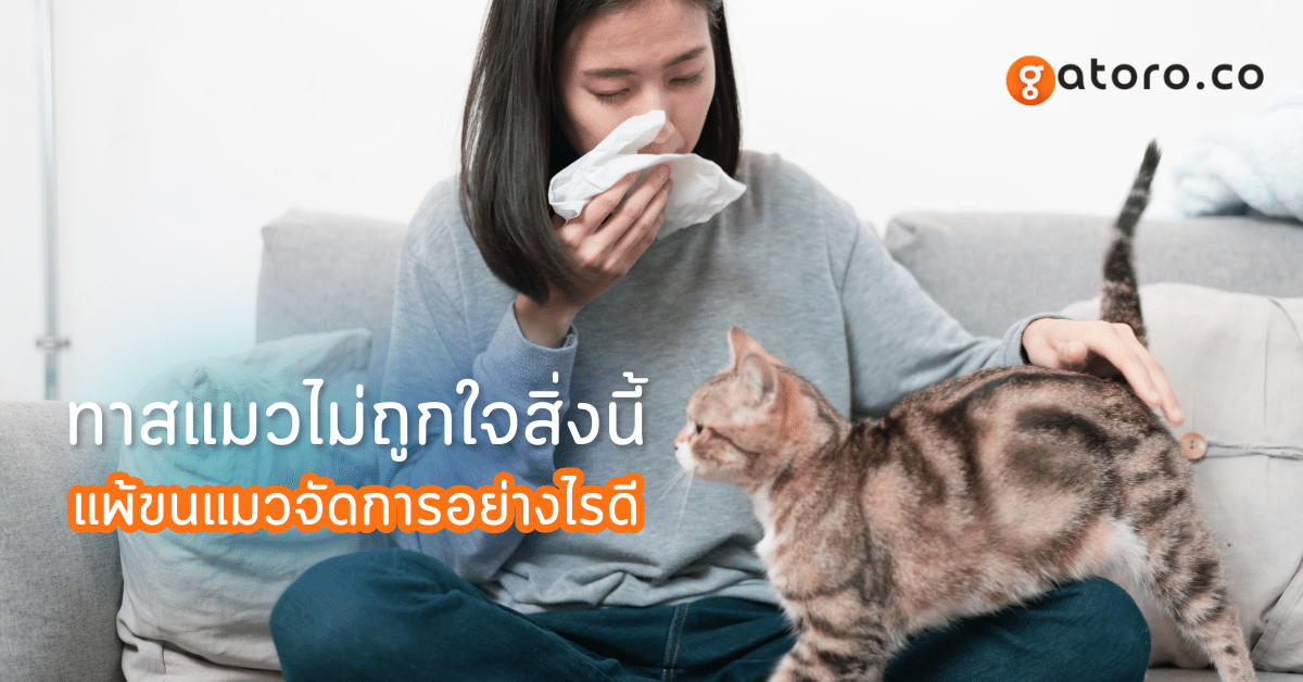 แพ้ขนแมวจัดการอย่างไร