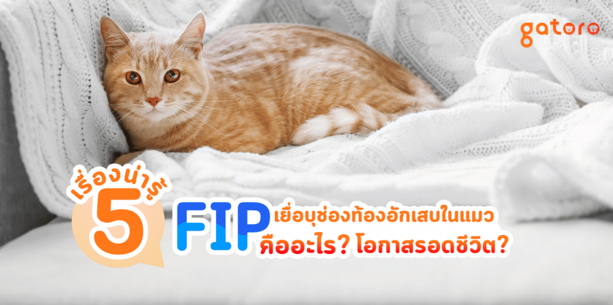 fip เยื่อบุช่องท้องอักเสบแมว