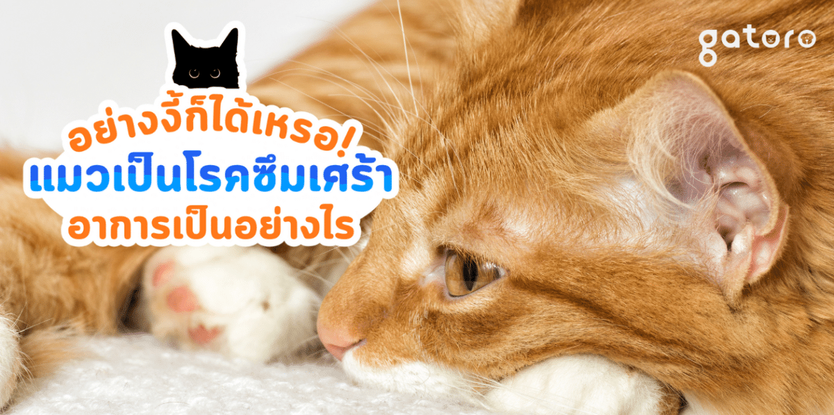 แมวเป็นโรคซึมเศร้า