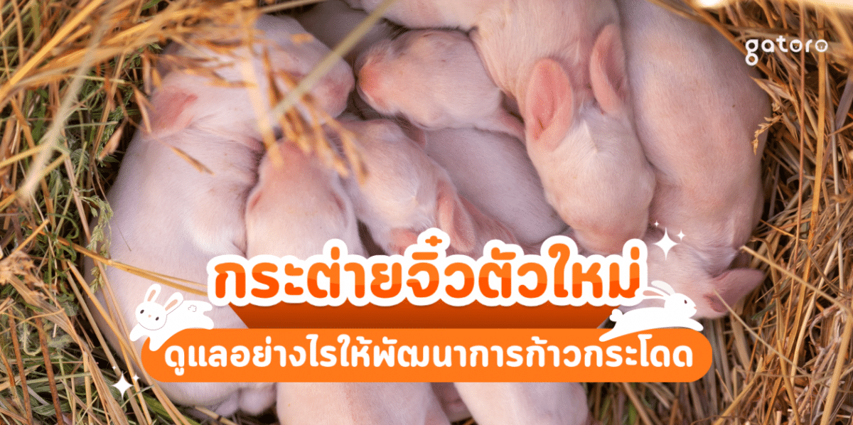 ลูกกระต่ายแรกเกิด นอนในกองหญ้าแห้ง