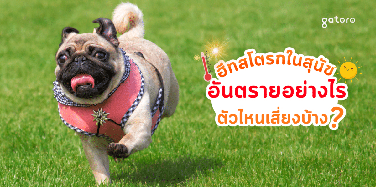 ฮีทสโตรกในสุนัข