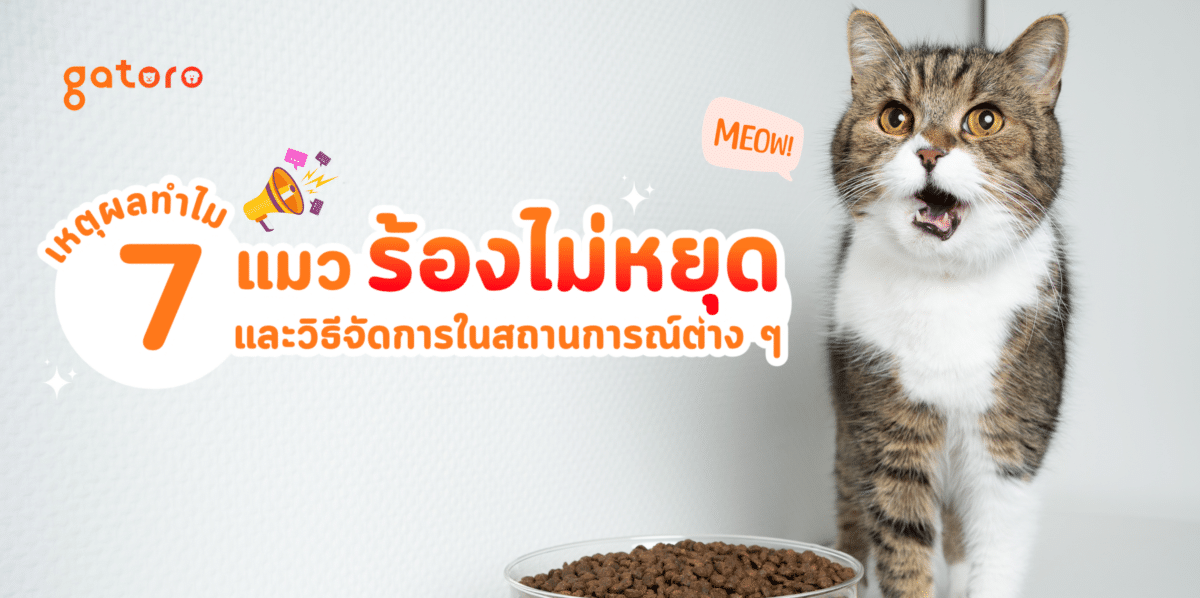 ทำไมแมวร้องไม่หยุด