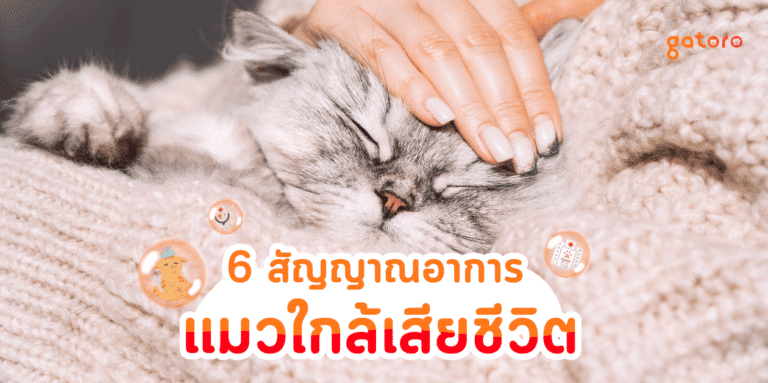 6 สัญญาณอาการแมวใกล้เสียชีวิตและวิธีเช็คให้ชัวเมื่อแมวจากไป