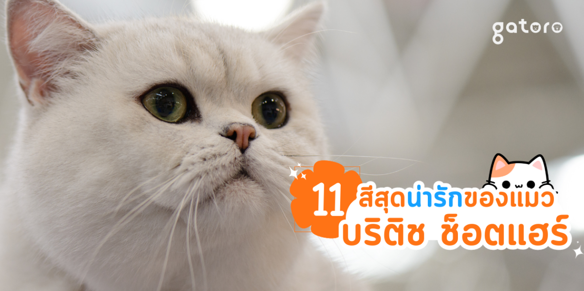 บริติช ช็อตแฮร์ มีสีอะไรบ้าง