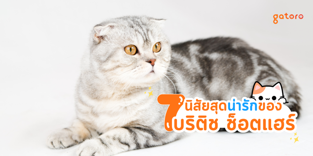 บริติชช็อตแฮร์ นิสัยเป็นอย่างไร